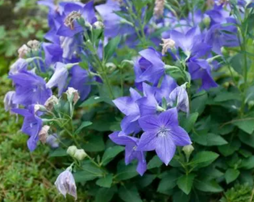 重組藥物蛋白和中藥生物堿協(xié)同抗腫瘤